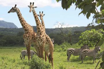 ARUSHA NATIONAL PARK