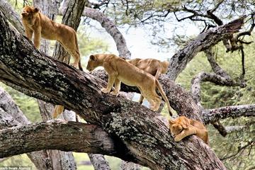 LAKE MANYARA NATIONAL PARK