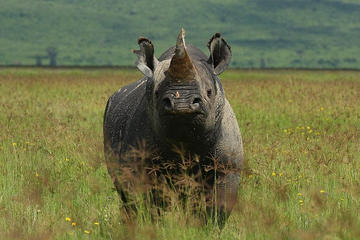 NGORONGORO CRATER