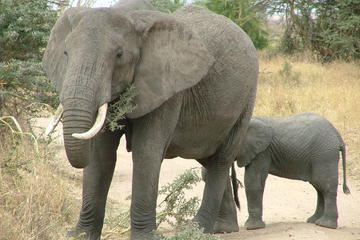 Tarangire National Park: Guided Day Tour from Arusha