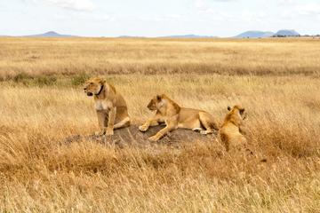 2 Days Safari From Arusha Town, Tanzania