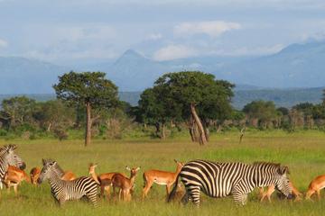 3-Day Safari in Mikumi National Park