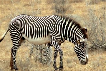 3 Days safari in Selous game reserve
