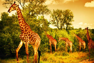 5 Days Safari In Tarangire, Lake Manyara, Ngorongoro and Serengeti NP From Arusha Town