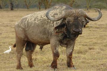 Full-Day Safari in Lake Manyara National Park from Arusha