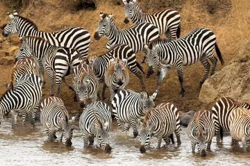 Full-Day Safari in Tarangire National Park in Tanzania