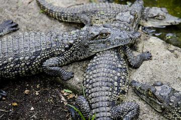 Meserani Snake Park Guided Day Tour in Arusha