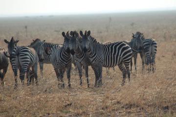 Mikumi National Park Guided Safari Day Trip from Dar es Salaam
