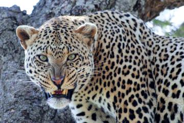 14-Days Bush to Beach Holiday From Arusha: Tarangire National Park, Lake Manyara and Ngorongoro