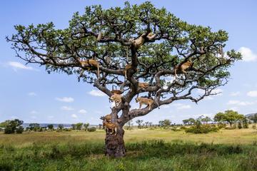 2-Day Lake Manyara and Ngorongoro Crater Private Safari from Arusha