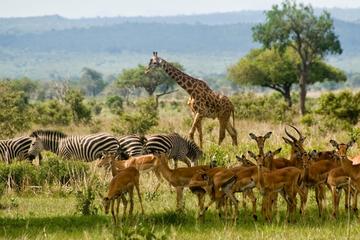 2 Days guided tour to Mikumi National Park from Dar Es salaam