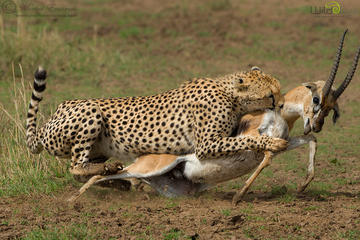 3-Day Maasai Mara National Park Safari from Nairobi