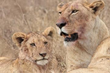 3-Day Safari to Ngorongoro Crater Tarangire and Lake Manyara National Park