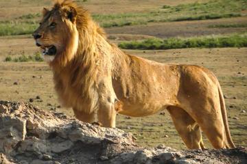 3 Days Selous Game Reserves Experience from Dar Es Salaam