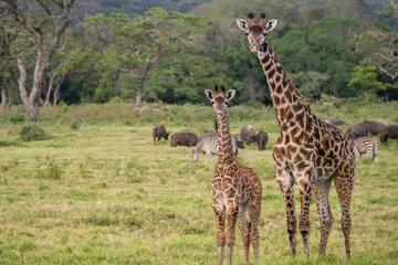 Full- Day Arusha National Park Safari from Arusha