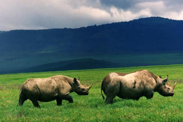 Full-Day Day Trip to Ngorongoro Crater From Arusha Town