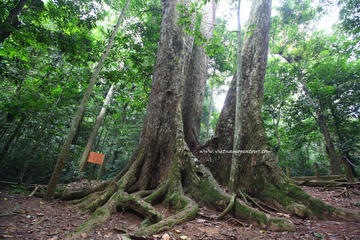 Cuc Phuong National Park Day Tour from Hanoi
