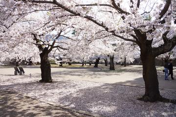 Cherry Blossom and Snow Monkey Day Trip from Nagano