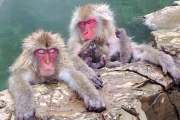 Full-Day Tour of Snow Monkeys, Zenko-ji Temple and Sake in Nagano
