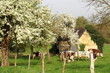 Full-Day Small-Group Cheese- and Cider-Tasting Tour from Bayeux