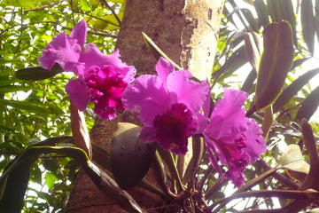 Phantasea Tropical Botanical Garden Admission in St Thomas