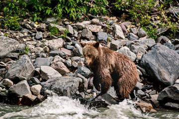 Day Trip 6-Day Babine River of Grizzlies Expedition near Smithers, Canada 