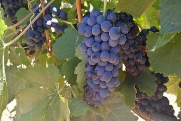 Swan Valley Palate Adventure from Scarborough
