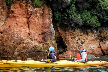 Akaroa Shore Excursion: Small-Group Wildlife and Sea-Kayaking Safari in Akaroa