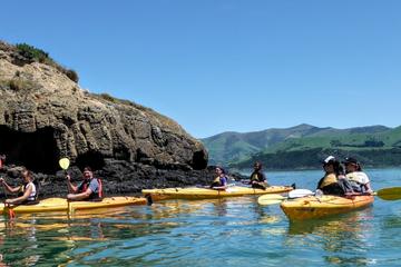 Shore Excursion: Scenic Cruiser Sea Kayaking Safaris in Akaroa