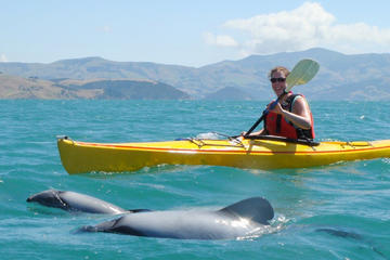 Sunrise Kayaking Safari with Sea Wildlife in Akaroa