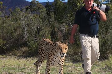Sunset - Cheetah Walk and Wildcat Combo