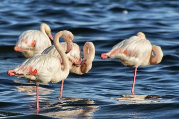 Donana National Park and Village of El Rocio Tour from Seville