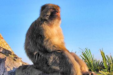 Gibraltar Highlights Tour from Seville