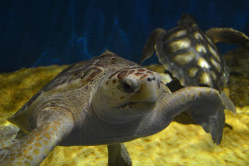 Seville Sightseeing Tour with Aquarium and Boat Trip on Guadalquivir River