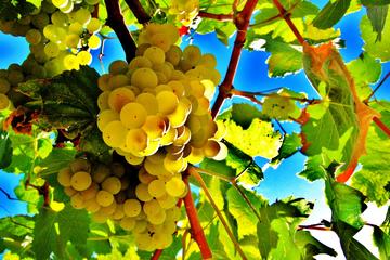 Cava Experience Penedès