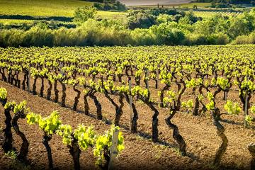Private Cava Experience Penedes Tour From Barcelona