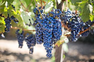 Wine Cava and Gastronomy Small Group Penedés Tour with Hotel Pick Up