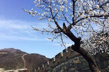 Great Wall Half Day Tour and VIP Beijing Acrobatic Show