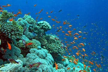 Glass Bottom Boat Cruise in Eilat
