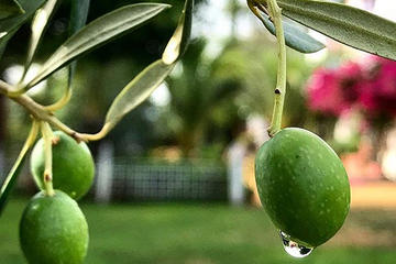 Olive Oil Tasting and Culinary Day Trip in Carmona