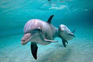 Dolphin Watching Experience and Trawler Full Day Tour with Lunch
