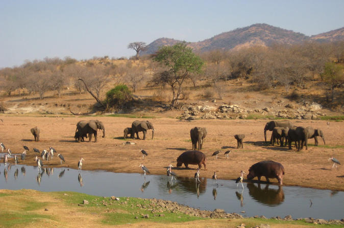 6 Days Explore Tanzania's Southern Wildlife Circuit