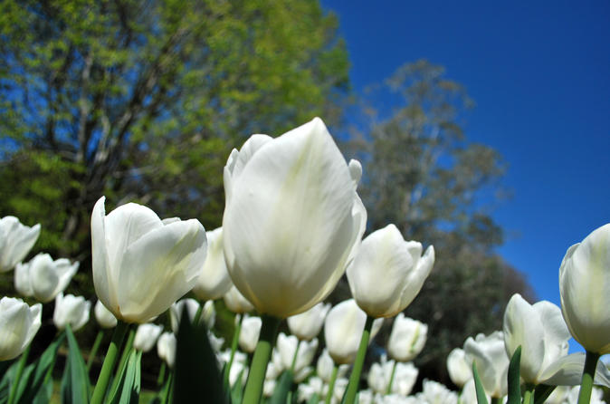 The botanical garden of Villa Taranto