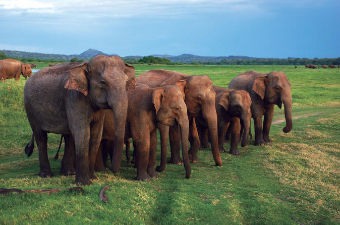 Udawalawe National Park Adventure from Galle