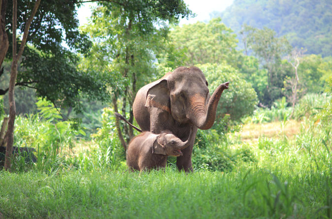 Elephant's Heaven: Half-Day Elephant Experience at Kanta Elephant Park