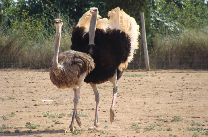 Ostrich Farm Visit in Mallorca
