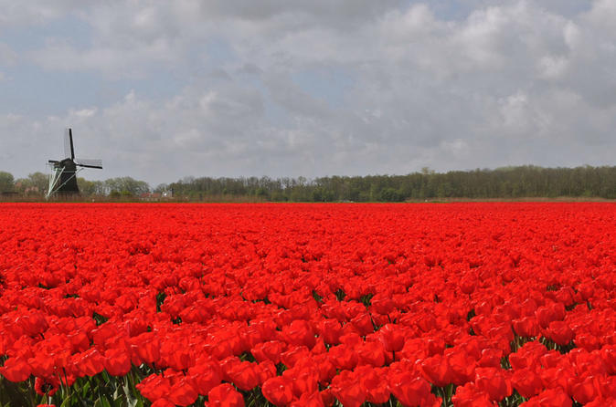 Experiencewaterland safari The Largest tulip fields of the world