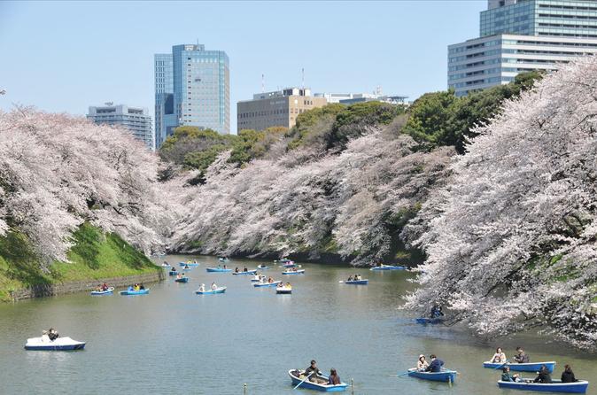 Full-Day Cherry Blossoms in Tokyo with Kitanomaru Park 2019