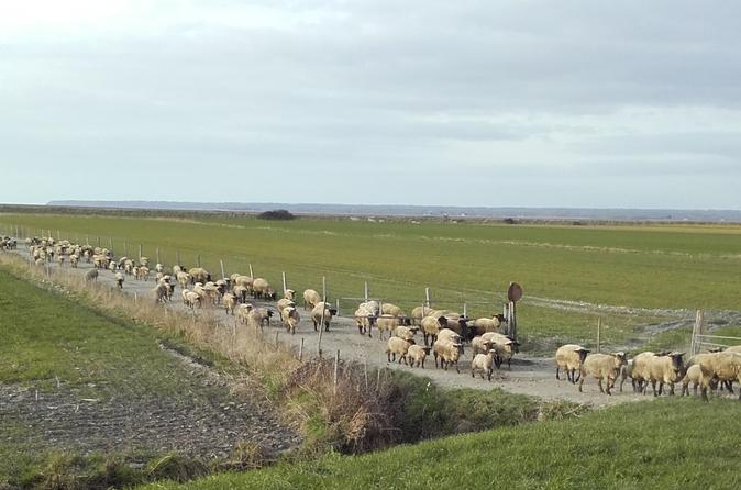 Private Tour: Full Day Tour of Mont Saint-Michel from Cherbourg
