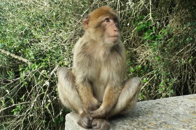 Private half day tour to Gibraltar from Marbella